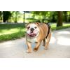 imagePetSafe CareLift Rear Support Harness  Senior ampamp Disabled Dog Rear Mobility Support  EasyFitting Breathable Belly Straps with Lifting Aid Handle ampamp Shoulder Strap  for Medium Dogs 3570 lbMedium Pack of 1
