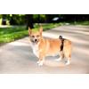 imagePetSafe CareLift Rear Support Harness  Senior ampamp Disabled Dog Rear Mobility Support  EasyFitting Breathable Belly Straps with Lifting Aid Handle ampamp Shoulder Strap  for Medium Dogs 3570 lbSmall Pack of 1