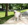 imagePetSafe CareLift Rear Support Harness  Senior ampamp Disabled Dog Rear Mobility Support  EasyFitting Breathable Belly Straps with Lifting Aid Handle ampamp Shoulder Strap  for Medium Dogs 3570 lbLarge Pack of 1
