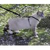 imagePetSafe Come with Me Kitty Harness and Bungee Leash Large LilacBlack