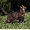 imagePetSafe Come with Me Kitty Harness and Bungee Leash Large LilacBlack