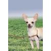 imagePetSafe Easy Walk NoPull Dog Harness  The Ultimate Harness to Help Stop Pulling  Take Control ampamp Teach Better Leash Manners  Helps Prevent Pets Pulling on Walks Small RaspberryGrayFawnBrown