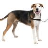imagePetSafe Easy Walk NoPull Dog Harness  The Ultimate Harness to Help Stop Pulling  Take Control ampamp Teach Better Leash Manners  Helps Prevent Pets Pulling on Walks Small RaspberryGrayCharcoalBlack