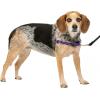 imagePetSafe Easy Walk NoPull Dog Harness  The Ultimate Harness to Help Stop Pulling  Take Control ampamp Teach Better Leash Manners  Helps Prevent Pets Pulling on Walks Small RaspberryGrayDeep PurpleBlack