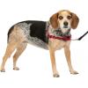 imagePetSafe Easy Walk NoPull Dog Harness  The Ultimate Harness to Help Stop Pulling  Take Control ampamp Teach Better Leash Manners  Helps Prevent Pets Pulling on Walks Small RaspberryGrayRedBlack