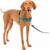 imagePetSafe Easy Walk NoPull Dog Harness  The Ultimate Harness to Help Stop Pulling  Take Control ampamp Teach Better Leash Manners  Helps Prevent Pets Pulling on Walks Small RaspberryGrayTealGray