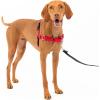 imagePetSafe Easy Walk NoPull Dog Harness  The Ultimate Harness to Help Stop Pulling  Take Control ampamp Teach Better Leash Manners  Helps Prevent Pets Pulling on Walks Small RaspberryGrayRedBlack