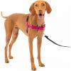 imagePetSafe Easy Walk NoPull Dog Harness  The Ultimate Harness to Help Stop Pulling  Take Control ampamp Teach Better Leash Manners  Helps Prevent Pets Pulling on Walks Small RaspberryGrayRaspberryGray