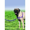 imagePetSafe Easy Walk NoPull Dog Harness  The Ultimate Harness to Help Stop Pulling  Take Control ampamp Teach Better Leash Manners  Helps Prevent Pets Pulling on Walks Small RaspberryGrayDeep PurpleBlack