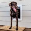 imagePetSafe Wall Entry Pet Door  RustFree Telescoping Frame  Easy Install for Interior ampamp Exterior Walls 4 34quot  7quot Thick  Small  for Pets Up to 15 lbsLarge
