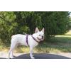 imagePetSafe 3in1 Harness  Comfortable EasyWalk Dog Chest Harness with Front Leash Attachment to Reduce Pulling Choking ampamp Gagging  Dog Obedience Gear  Medium  BlackPlum
