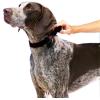 imagePetSafe Adjustable Martingale Collar  Only Tightens When Dogs Pull Prevents Slipping Out  Helps with Strong Pullers Increased Control  Alternative to Choke Collar  1quot Medium RedBlack