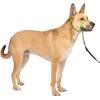 imagePetSafe Gentle Leader Headcollar NoPull Dog Collar  Helps Improve Walks  Durable Nylon Construction  Padded Nose Loop  Adjustable Fit  Comfort Walking Halter  Small BlackApple Green