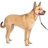 imagePetSafe Gentle Leader Headcollar NoPull Dog Collar  Helps Improve Walks  Durable Nylon Construction  Padded Nose Loop  Adjustable Fit  Comfort Walking Halter  Small BlackRaspberry