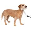 imagePetSafe Gentle Leader Headcollar NoPull Dog Collar  Helps Improve Walks  Durable Nylon Construction  Padded Nose Loop  Adjustable Fit  Comfort Walking Halter  Small BlackSilver