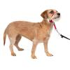 imagePetSafe Gentle Leader Headcollar NoPull Dog Collar  Helps Improve Walks  Durable Nylon Construction  Padded Nose Loop  Adjustable Fit  Comfort Walking Halter  Small BlackRed