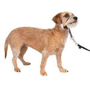 imagePetSafe Gentle Leader Headcollar NoPull Dog Collar  Helps Improve Walks  Durable Nylon Construction  Padded Nose Loop  Adjustable Fit  Comfort Walking Halter  Small BlackCharcoal