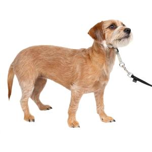 imagePetSafe Gentle Leader Headcollar NoPull Dog Collar  Helps Improve Walks  Durable Nylon Construction  Padded Nose Loop  Adjustable Fit  Comfort Walking Halter  Small BlackSilver